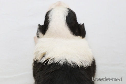 成約済の神奈川県のボーダーコリー-292342の7枚目